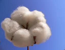 batufolo di cotone