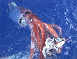calamaro gigante tokio giappone