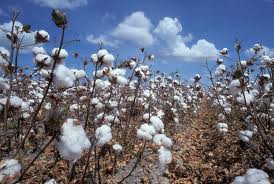 piantaggione di cotone