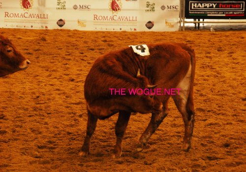 roma cavalli fiera di roma 2012 vitello 8 mesi per western gare